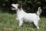 PARSON RUSSEL TERRIER 145